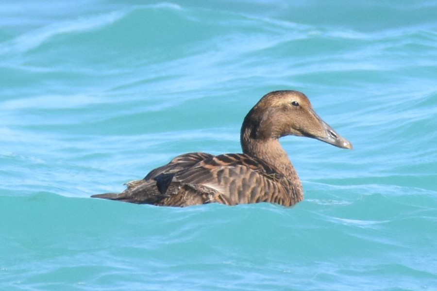 Female Common Eider, spotted 19 December 2016, first record for Bermuda. (photo by Andrew Dobson)