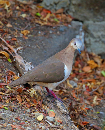 The Grenada Dove population suffered a substantial decline and is still recovering from Hurricane Ivan, a Category 5 which hit Grenada in 2004. (photo by Greg Home).