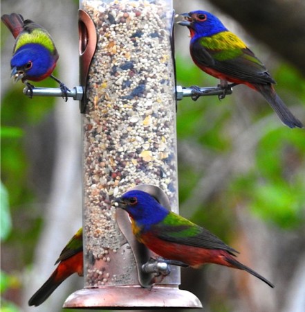 Painted Buntings returned to Grand Bahama in late December, proof that Hurricane Matthew could not keep this beloved winter visitor away, despite the devastated habitat! (photo by Erika Gates)