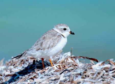 Shorebirds like Piping Plovers that spend the winter in the Caribbean are vulnerable to being killed by hurricanes as their habitat takes a direct hit from the storm and they have no place to hide. In addition, their sand dune roosting habitat can be damaged. (photo by Walker Golder)