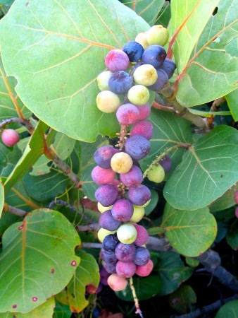 Hurricanes often destroy favorite feeding trees such as Sea Grape (shown here) and Pigeon Plum, beloved by fruit eating birds, leaving many birds hungry and wandering in search of alternative food sources after a hurricane. (photo by Lisa Sorenson)