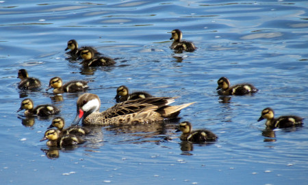 White-cheeked Pintails are a tropical duck that may breed when conditions are good, which can happen after a hurricane when ponds become flooded and abundant aquatic macro invertebrates provide food for breeding females and their ducklings. (photo by Jackie Cestero)