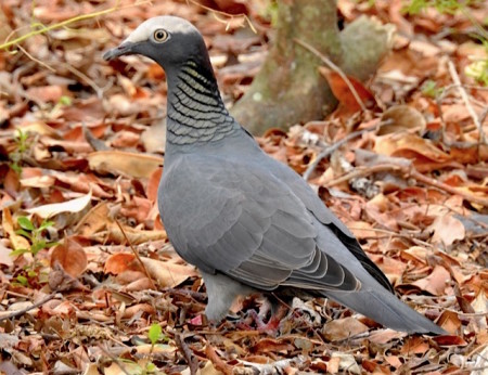 White-crowned Pigeon-feeding on the ground on fallen berries after Hurricane Matthew in Grand Bahama. (photo by Erika Gates)