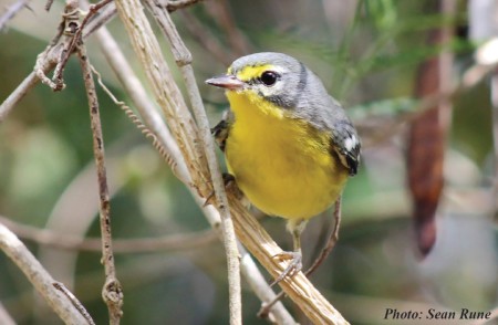 Adelaide’s Warbler on St. Thomas, U.S. Virgin Islands. (photo by Sean Rune) 