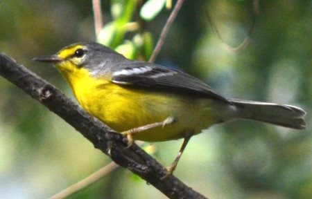 Adelaide's Warbler with white lower eye crescent - a possible female - on St. John. (photo by E. Dluhos in Veit et al. 2016)