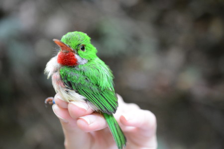 The Broad-billed Tody is one of two endemic tody species found on Hispaniola. (photo by Holly Garrod)