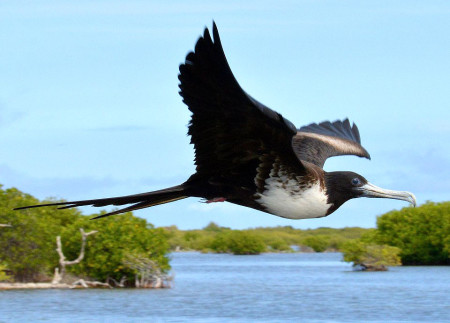 Magnificent Frigatebird in flight (photo by Ted Eubanks)