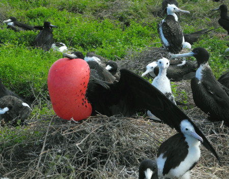 Magnificent Frigatebirds adults and chicks (photo by Jenny Daltry)