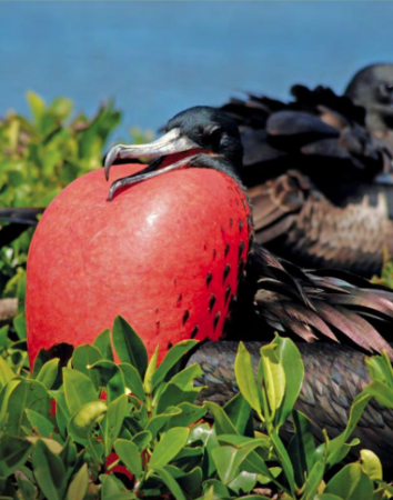 Magnificent Frigatebird male inflates his bright red throat pouch to attract a mate at Barbuda's Frigatebird Colony, the largest in the Caribbean. (photo by Kate Lavasseur)