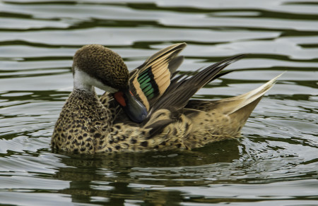 A male White-cheeked Pintail preening. This beautiful sedentary tropical duck is common on a number of Caribbean islands, including Antigua and Barbuda.  (photo by Binkie van Es)