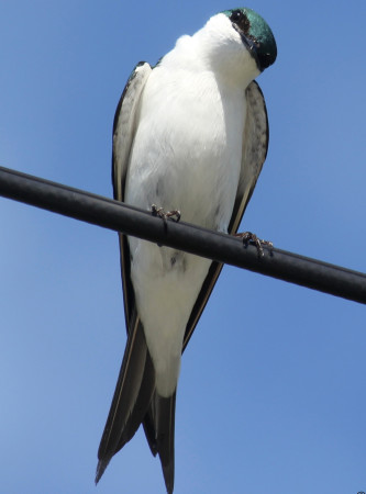 The Bahama Swallow is an endangered endemic found on only three islands in the Bahamas. (photo by Melanie Rose Wells)