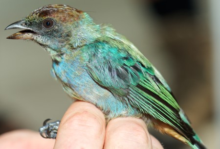 The Lesser Antillean Tanager is one of the target species in the study of Grenada passerines proposed by Ramon Williams. (photo by Paulson Des Brisay)