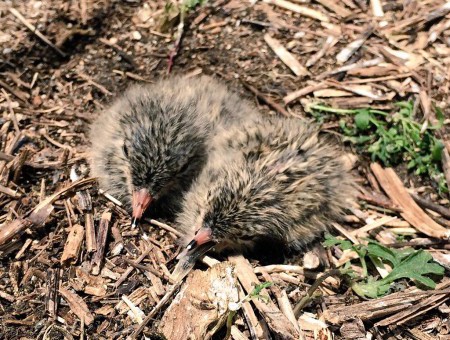 Roseate Tern chicks in Buzzards Bay, Massachusetts. (photo by Paige Byerly)