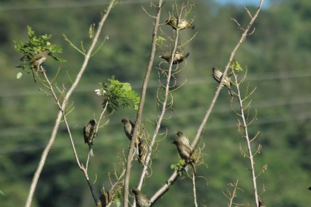 A group of seed-dispersing Palmchats using a natural perch. (photo by Spencer Schubert)