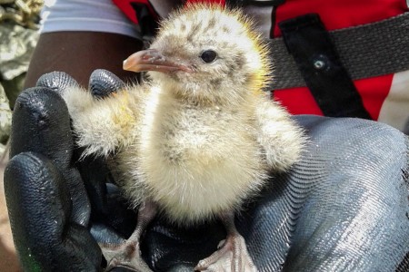 Wayne Smart holds a Laughing Gull chick during a previous field season. (photo by Wayne Smart)