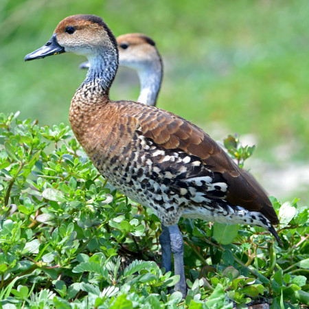 West Indian Whistling-Duck (photo by Ted Eubanks)