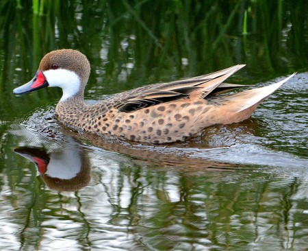 Male White-cheeked Pintail (photo by Ted Eubanks).