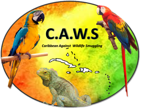 CAWS (Caribbean Against Wildlife Smuggling) logo created by Team Traffic to help raise the profile of the threats to our native wildlife from wildlife smuggling and what everyone can do to help.