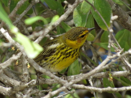 Cape May Warbler, a common wintering warbler in Cuba and throughout the entire Caribbean region, was also seen in the Cayo Coco Cays. (photo by Anne Goulden)