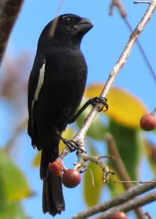 Cuban Bullfinch on Cayo Guillermo, endemic to Cuba and the Cayman Islands. (photo by Anne Goulden)