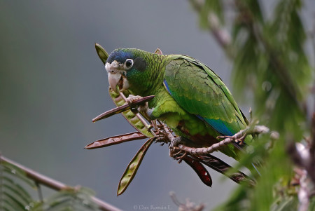 Hispaniolan Parrot in the Dominican Republic, a species targeted by smugglers. Parrots are captured in the wild as adults and chicks and illegally kept as pets or sold for the pet trade. Nesting trees are usually damaged by poachers so that they cannot be used by parrots in the future—a hole is slashed or the tree is chopped down, and the eggs or chicks are stolen. This is tragic because good nesting trees are in short supply. (Photo by Dax Roman)