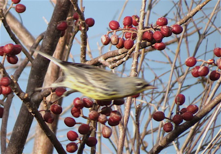 Kirtland’s Warbler spotted on Cayo Guillermo Cay off the northern coast of Cuba. The bird (male) is identified by its yellow underparts with black streaks on flanks, white undertail coverts, blue-gray upperparts with black streaks, and conspicuous white eye-crescents that contrast with black lores and forehead. This appears to be a first winter male as the bird shows some brown on its upperparts and face. (photo by Anne Goulden)