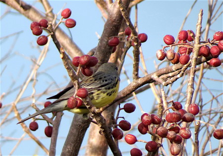 The Kirtland’s Warbler was spotted feeding on berries of the Gumbo Limbo tree (Bursera simaruba), a very important food source for many birds, including migratory warblers fattening up in their Caribbean wintering grounds for their long journey north to their breeding grounds in spring. (photo by Anne Goulden)