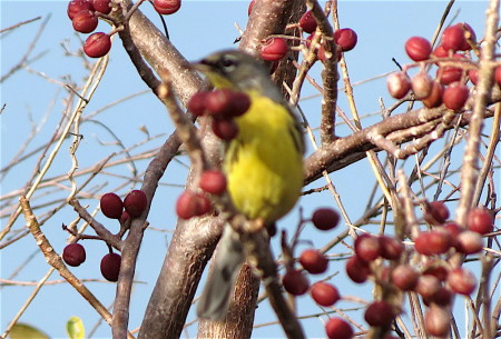 This photo shows the yellow throat, breast and belly, white undertail coverts and black lores of the Kirtland's Warbler. The broken white eye ring is also clearly visible. Female Kirtland’s are similar to males but have no black on the face and their upperparts and face are more brown. (photo by Anne Goulden)