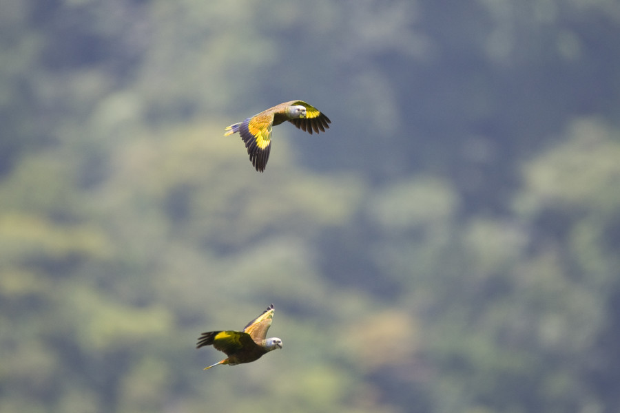 St. Vincent Parrots, endemic to St. Vincent and the Grenadines, in flight. (Photo courtesy of the St. Vincent and the Grenadines Tourism Authority)