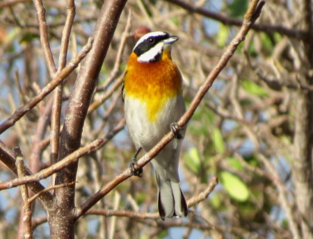 A beautiful Western Spindalis spotted on Cayo Guillermo; this bird is endemic to Cuba, the Bahamas, Cayman Islands and Cozumel. (photo by Anne Goulden)