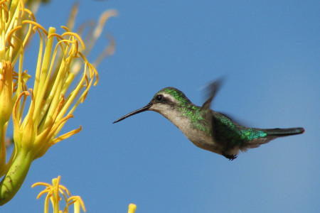 The Antillean Crested Hummingbird is a regional endemic. It is a common resident throughout the Lesser Antilles, Virgin Islands and Puerto Rico. Photo by Sipke Stapert.