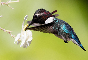 The world's smallest bird, the bee hummingbird, is endemic to Cuba. (Photo by Max Schwenne)