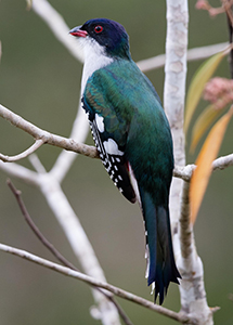 A Cuban Trogon- the national bird of Cuba. (Photo by Max Schwenne)