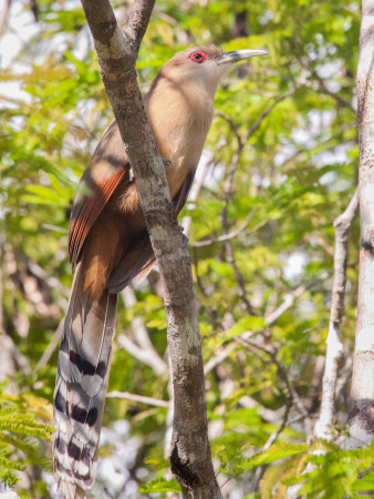 The Great Lizard Cuckoo is a regional endemic bird. It is found on the islands of the Bahamas and Cuba. Photo by Carrol Henderson.