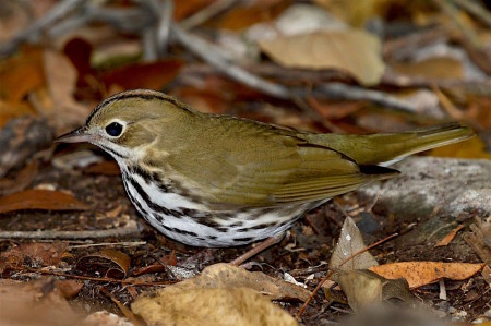 Hopefully, a few migrants, like this Ovenbird, are still lingering in the islands and will be included in some checklists! (photo by Bill Hebner)