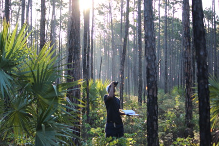 Roni keeping watch on the pine forest nest