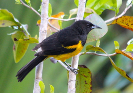 A male Bahama Oriole in all its glory on Andros (Bahamas). Photo by Dan Stonko