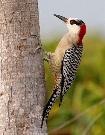 The West Indian Woodpecker, endemic to the Bahamas, Cuba and the Cayman Islands, is one of the 172 Caribbean endemics we hope will be counted on Global Big Day. (Photo by Bill Hebner)