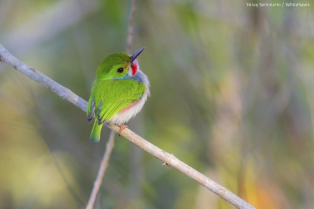 Cuban Tody was one of the 26 species reported from Cuba on Global Big Day. (photo by Photo by Yeray Seminario/ Macaulay Library)