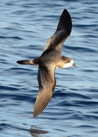 A Bermuda Petrel, also known as a Cahow, soars above the sea.