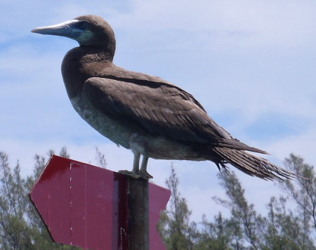 Anguilla is an important breeding site for seabirds, including Brown Boobies. (Photo by Fiona Dobson)