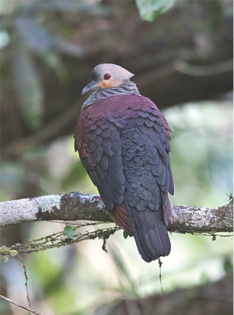 Crested Quail-Dove, endemic to Jamaica, was spotted by Ann Sutton. (photo by Sam Woods)