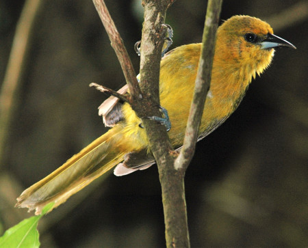 The Montserrat Oriole is endemic to the island of Montserrat and is the national bird of this UKOT. (Photo by Andrew Dobson)