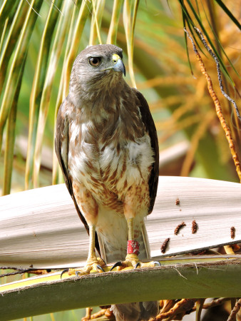 Ridgway's Hawks are critically endangered, found only in Los Haitises National Park in the Dominican Republic. (Photo by the Peregrine Fund). 