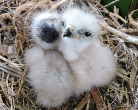 Nestling Ridgway's Hawks hatched in Punta Cana, Dominican Republic, thanks to The Peregrine Fund's Assisted Dispersal Program. (Photo by The Peregrine Fund)