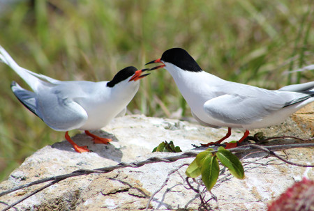 Adult roseate tern couple displaying courtship behavior in the LeDuck island colony. (Photo by Daniel Nellis) 