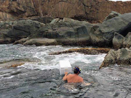 Intrepid tern biologist Daniel Nellis swims ashore with research gear. Watch out for sea urchins! (Photo by Paige Byerly)
