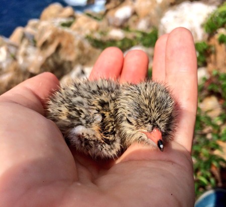 Roseate tern chick, ready for sample collection. (Photo by Paige Byerly)