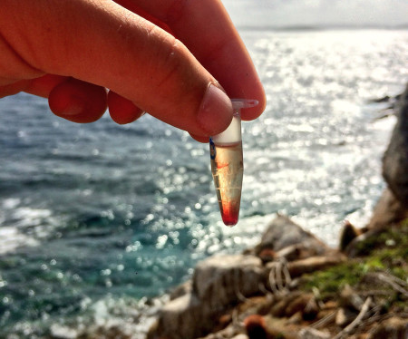 Vial of precious roseate tern blood, ready for analysis! (Photo by Paige Byerly) 