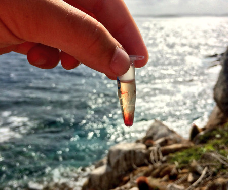 Vial of precious roseate tern blood, ready for analysis! (Photo by Paige Byerly)